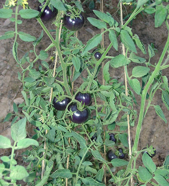 New Purple Tomato in USA