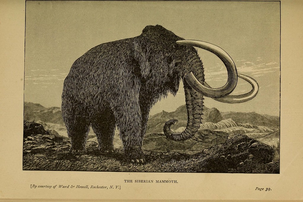 Scientists to Bring Back Woolly Mammoth
