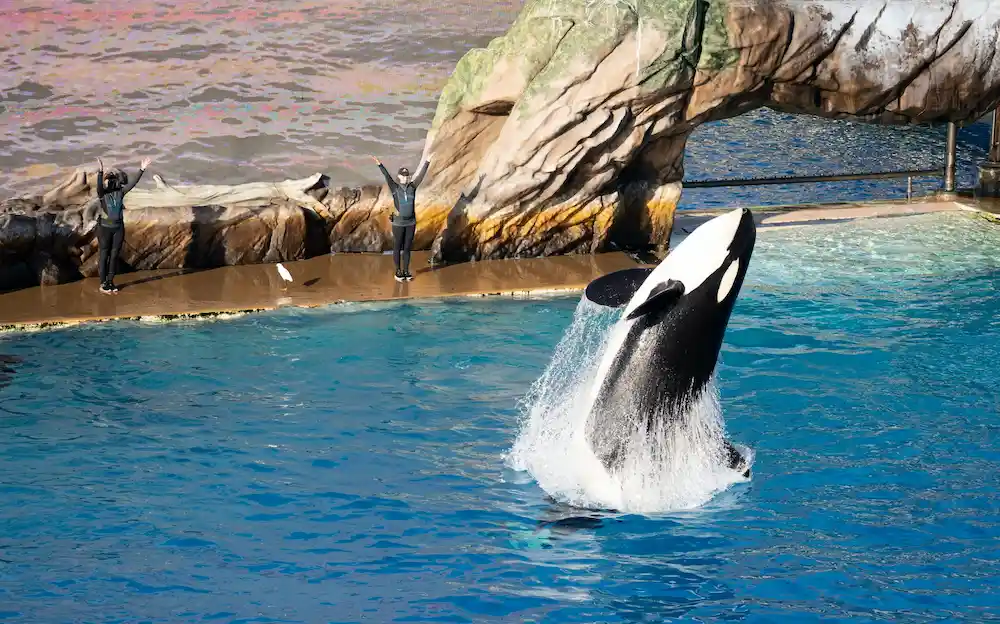 After 50 years, Lolita the orca might go home