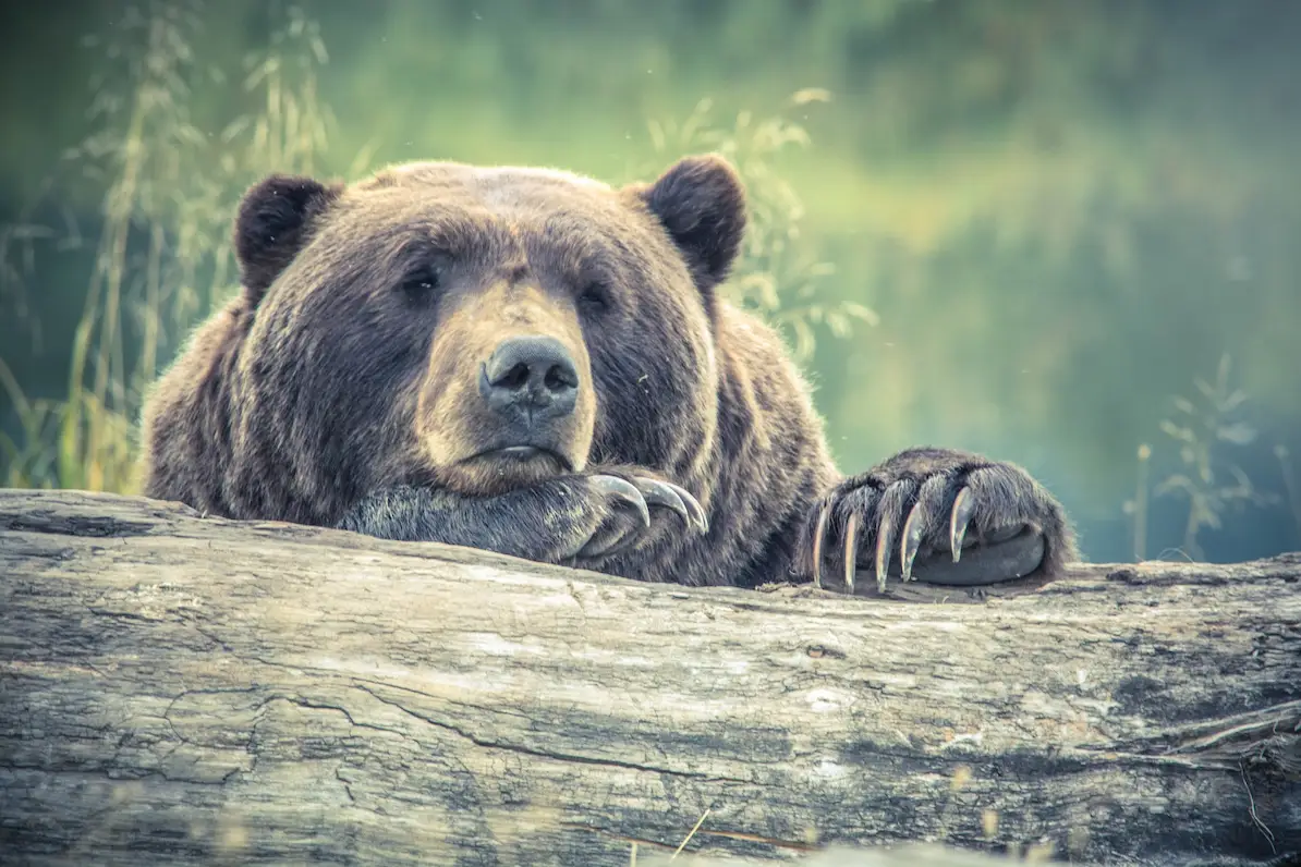 The winner of Fat Bear Week is …