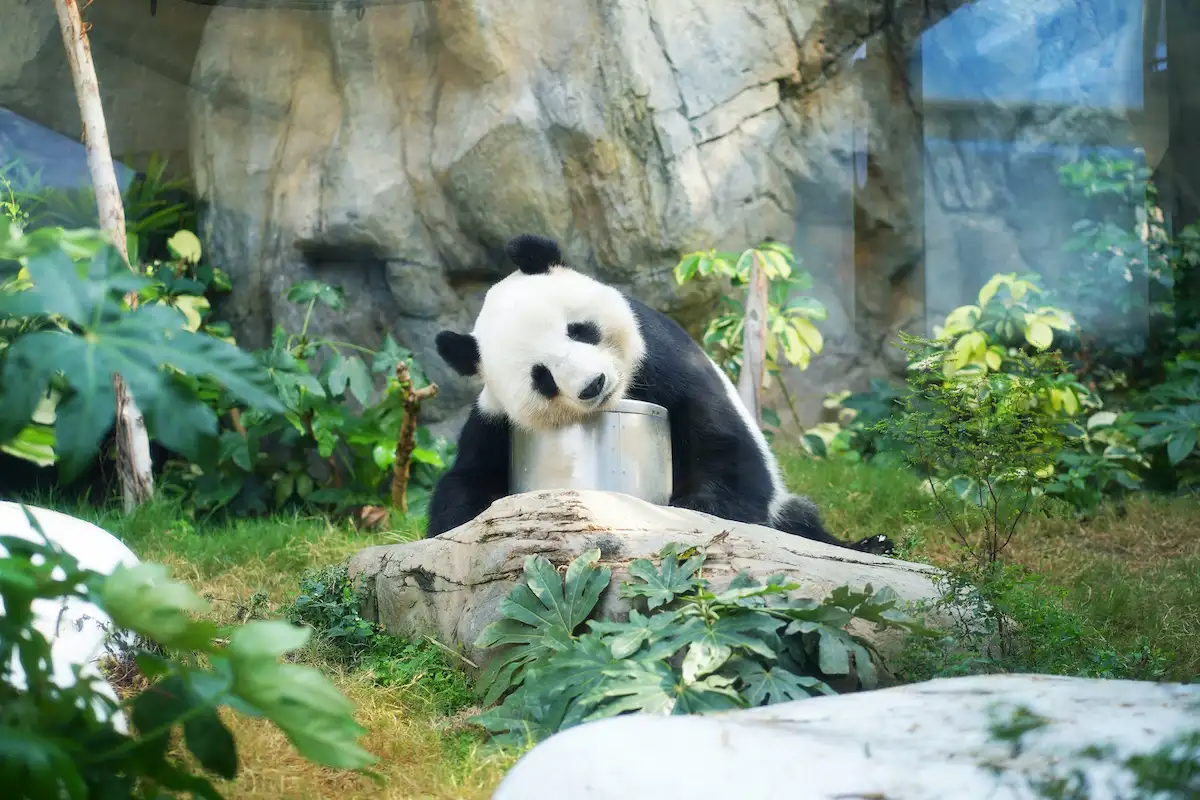 China to send more pandas to US and other countries