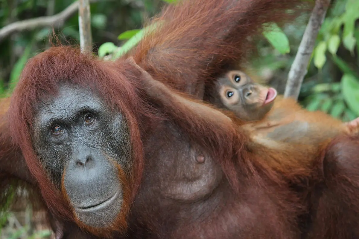 Orangutan uses plant as medicine