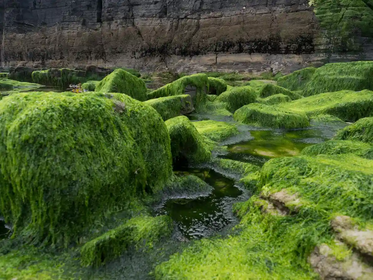 Scientists make new algae-based plastic that’s nature safe
