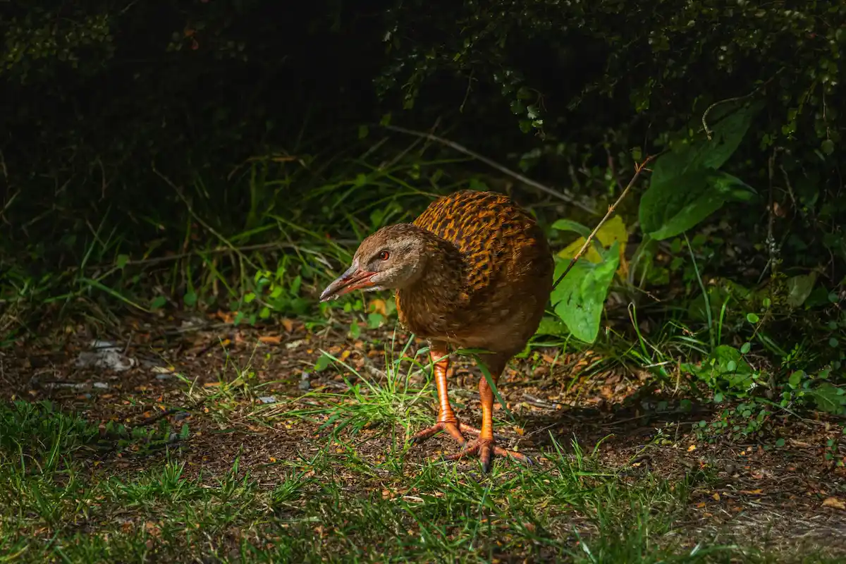 Reality TV contestant kills and eats protected New Zealand bird