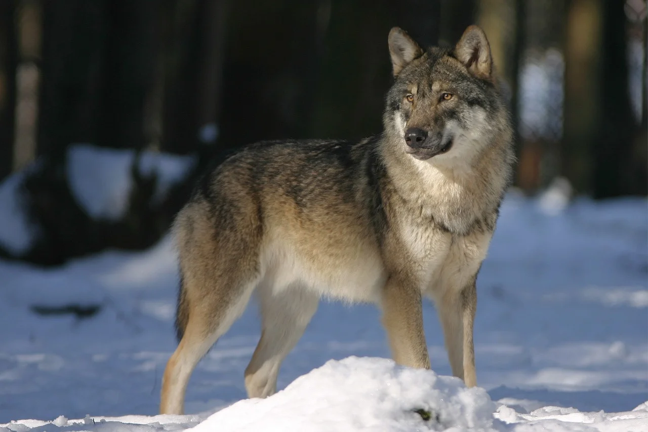 EU changes rules that protect wolves
