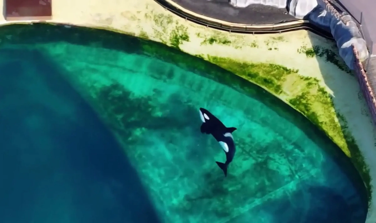 Orcas and dolphins trapped in closed marine park