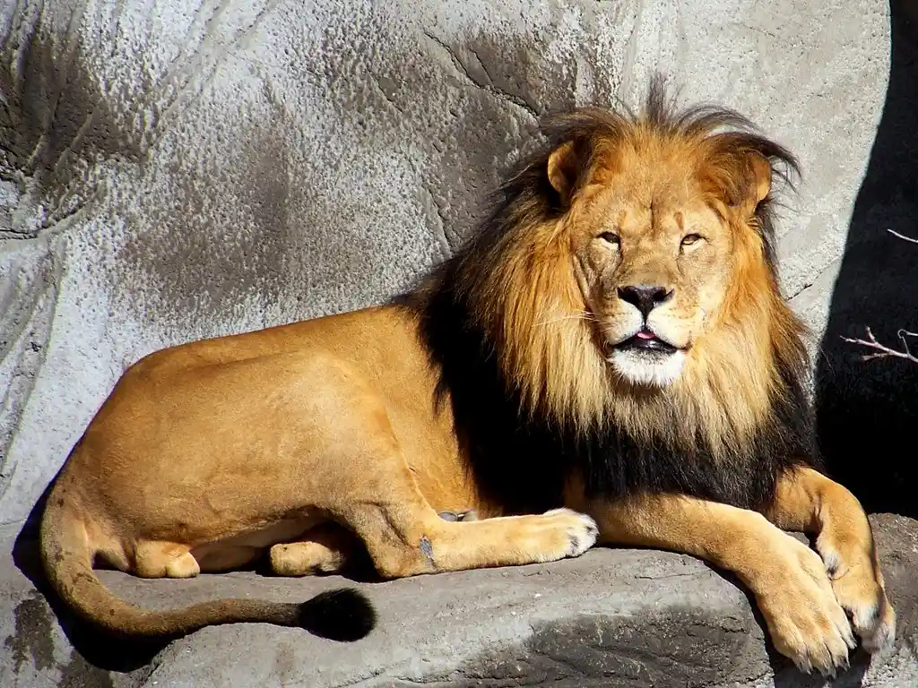 Zoo asks for unwanted pets to feed to lions and tigers